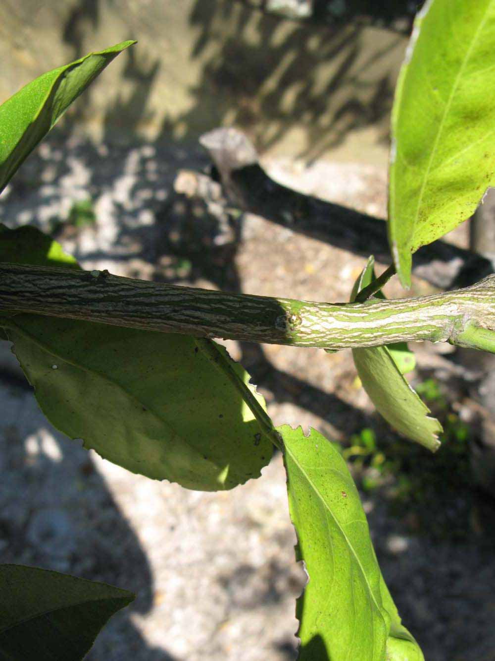              Second - third year twig (Winter Haven, FL)       